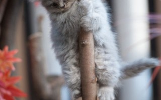 妹妹背着洋娃娃图片 原图 恐怖，妹妹背着洋娃娃图片 原图 恐怖版